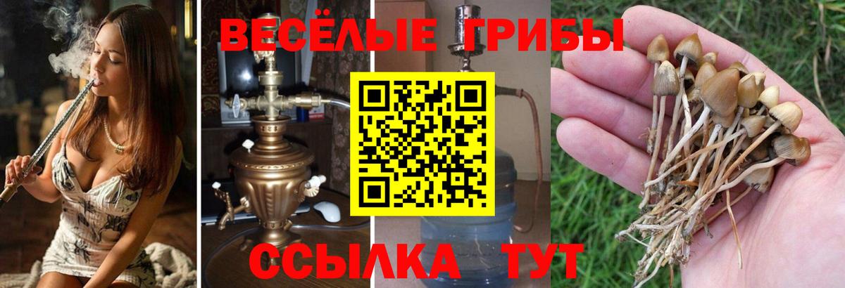 Псилоцибиновые грибы Psilocybe Северск